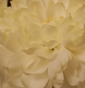 22nd Jan 2012 - Chrysanthemum