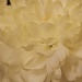 Chrysanthemum by carolmw
