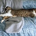 Long Day for a Long Cat by herussell