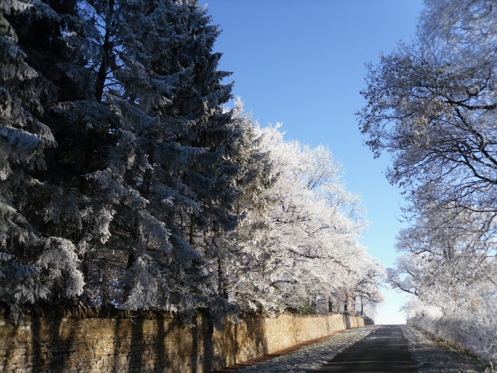 Winter Wonderland by carolmw