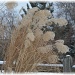 more winter grasses by mjmaven