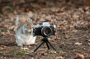 22nd Jan 2012 - Squirrel Photographer