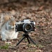 Squirrel Photographer by natsnell