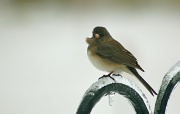 22nd Jan 2012 - My little feathered friend