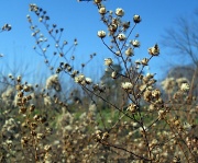 22nd Jan 2012 - Seedy weeds