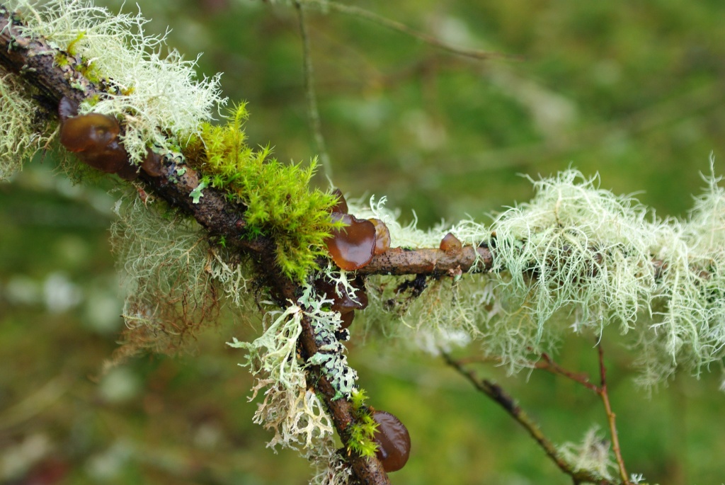 Lichen, Moss and Fungus by vickisfotos