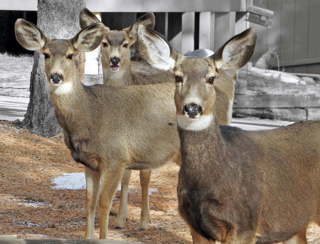 my three deers  by dmdfday