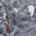 Frozen leaves with fresh snow by kiwichick