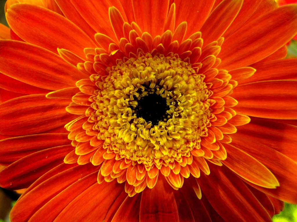 Orange flower by myhrhelper