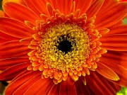 23rd Jan 2012 - Orange flower