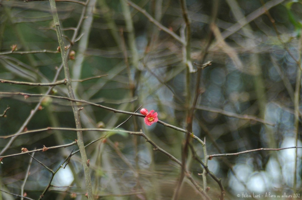 One early  flower by parisouailleurs