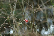 22nd Jan 2012 - One early  flower