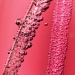 Pink bubbles by nicolecampbell