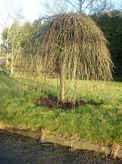 23rd Jan 2012 - willow in sun
