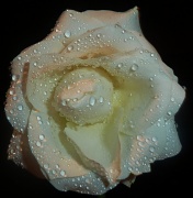 23rd Jan 2012 -  Rose