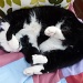 Sleeping cat by lellie