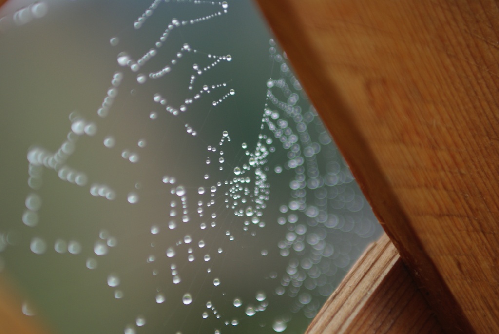 Spider Web Dew Drop Bokeh by vickisfotos