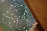 23rd Jan 2012 - Spider Web Dew Drop Bokeh