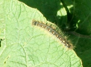 28th May 2010 - caterpillar