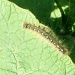 caterpillar by bruni