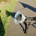 Bradley, the cone of shame and its shadow by bmnorthernlight