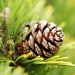 Mugo Pine by lstasel