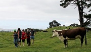 21st Jan 2012 - Cow Patrol