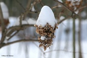 23rd Jan 2012 - Snow Cone