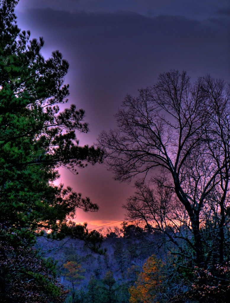 Trees at Dawn by marlboromaam
