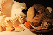 23rd Jan 2012 - Seashells