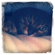 23rd Jan 2012 - Undercover Cat