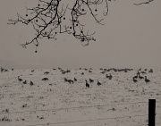 24th Jan 2012 - Fog And Geese On The Hillside