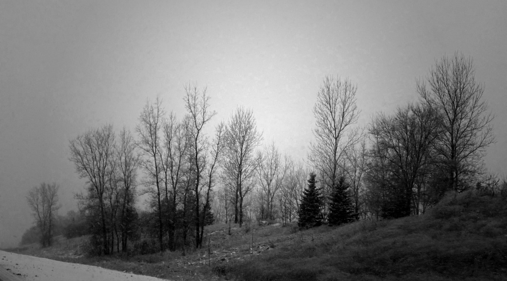 Winter Trees by dakotakid35