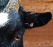 23rd Jan 2012 - wet goat