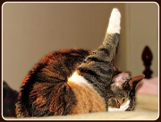 24th Jan 2012 - Yoga For Kitties