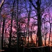 Backyard Sunset by vernabeth