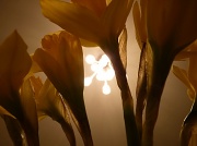 24th Jan 2012 - Bokeh Daffodils