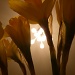 Bokeh Daffodils by lellie