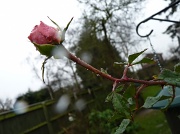 24th Jan 2012 - Raindrops on Roses