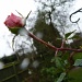 Raindrops on Roses by lellie