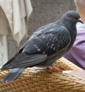 23rd Jan 2012 - Pigeon