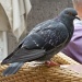 Pigeon by carolmw
