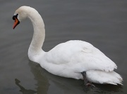 24th Jan 2012 - Swan Lake