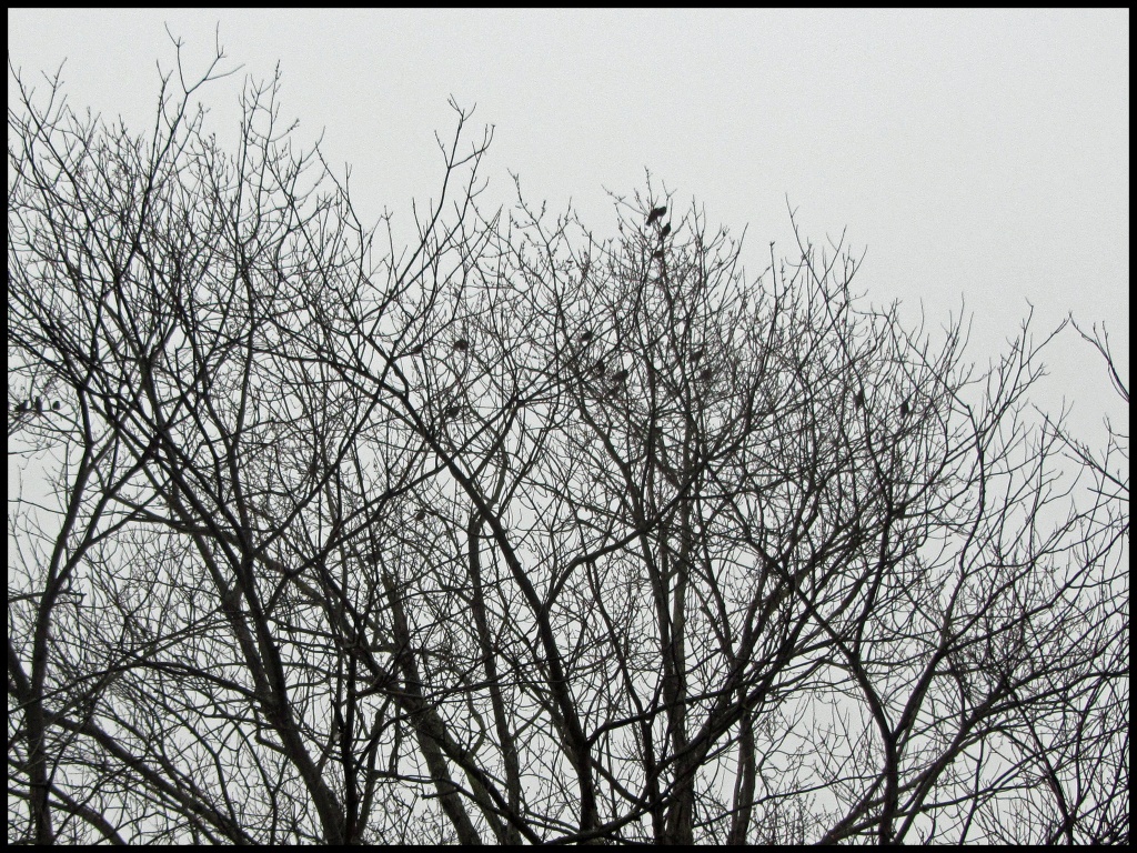 Starlings by hjbenson