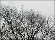 23rd Jan 2012 - Starlings
