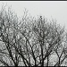 Starlings by hjbenson