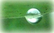 24th Jan 2012 - Just a Raindrop
