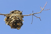 24th Jan 2012 - Bee Hive