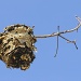 Bee Hive by lstasel