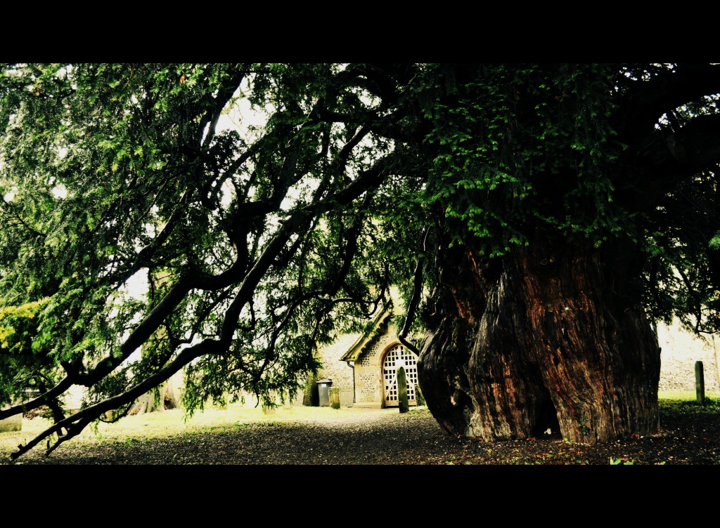 Yew at Corhampton Church by andycoleborn
